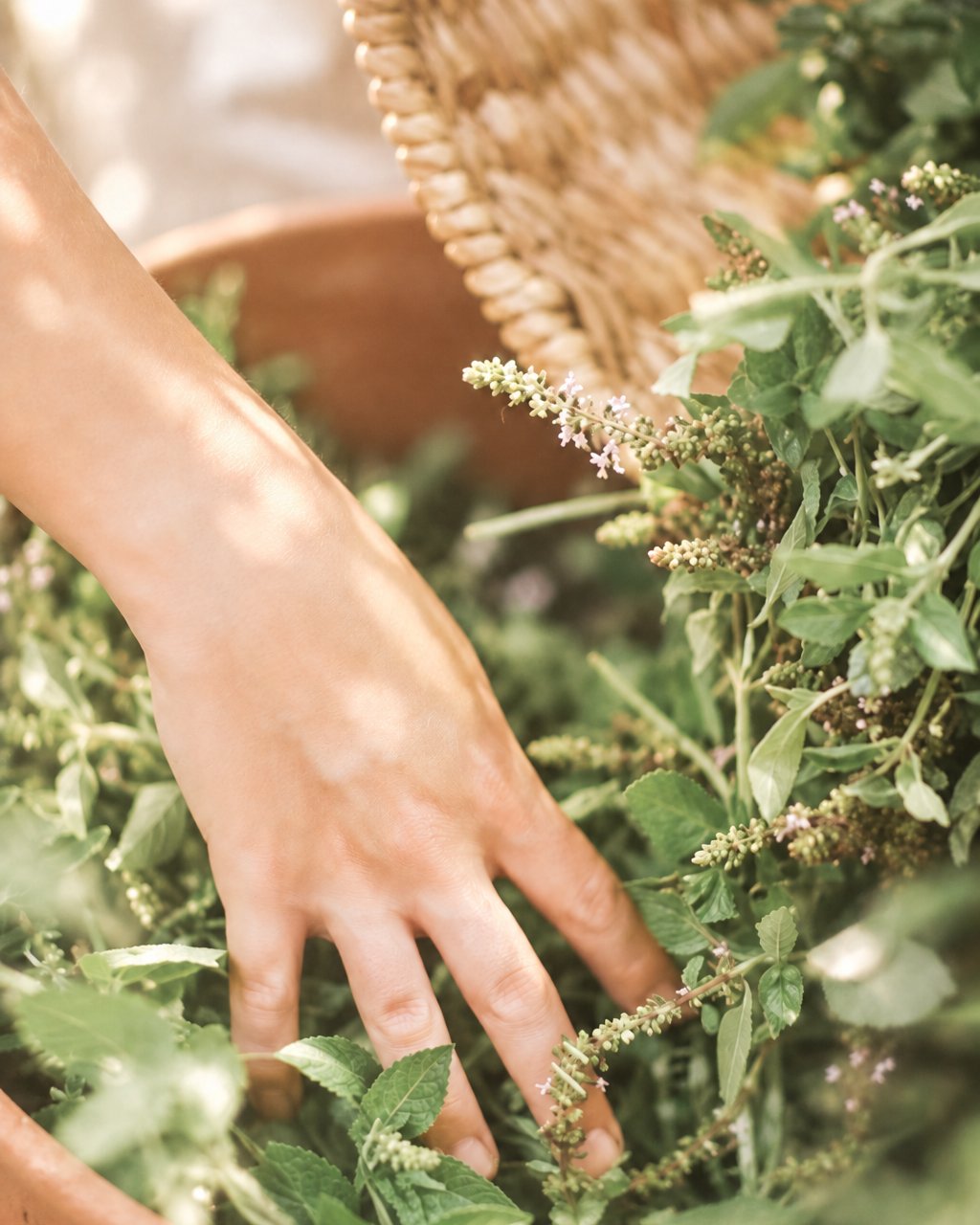 Mão tocando ervas frescas com flores miúdas, ao lado de um cesto de palha e uma bacia de barro